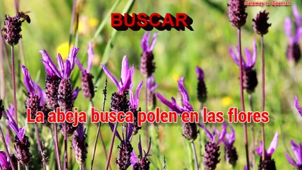 Spanish vocabulary: basic verbs (part 1)