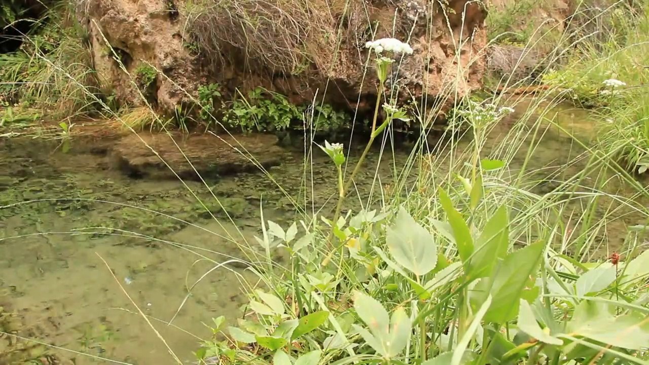 relajantes sonidos de la naturaleza,arroyos canto de los pajaros relajacion