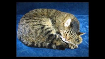 Pet & Animal Preservation Services in MO Will Immortalize Your Loved Ones