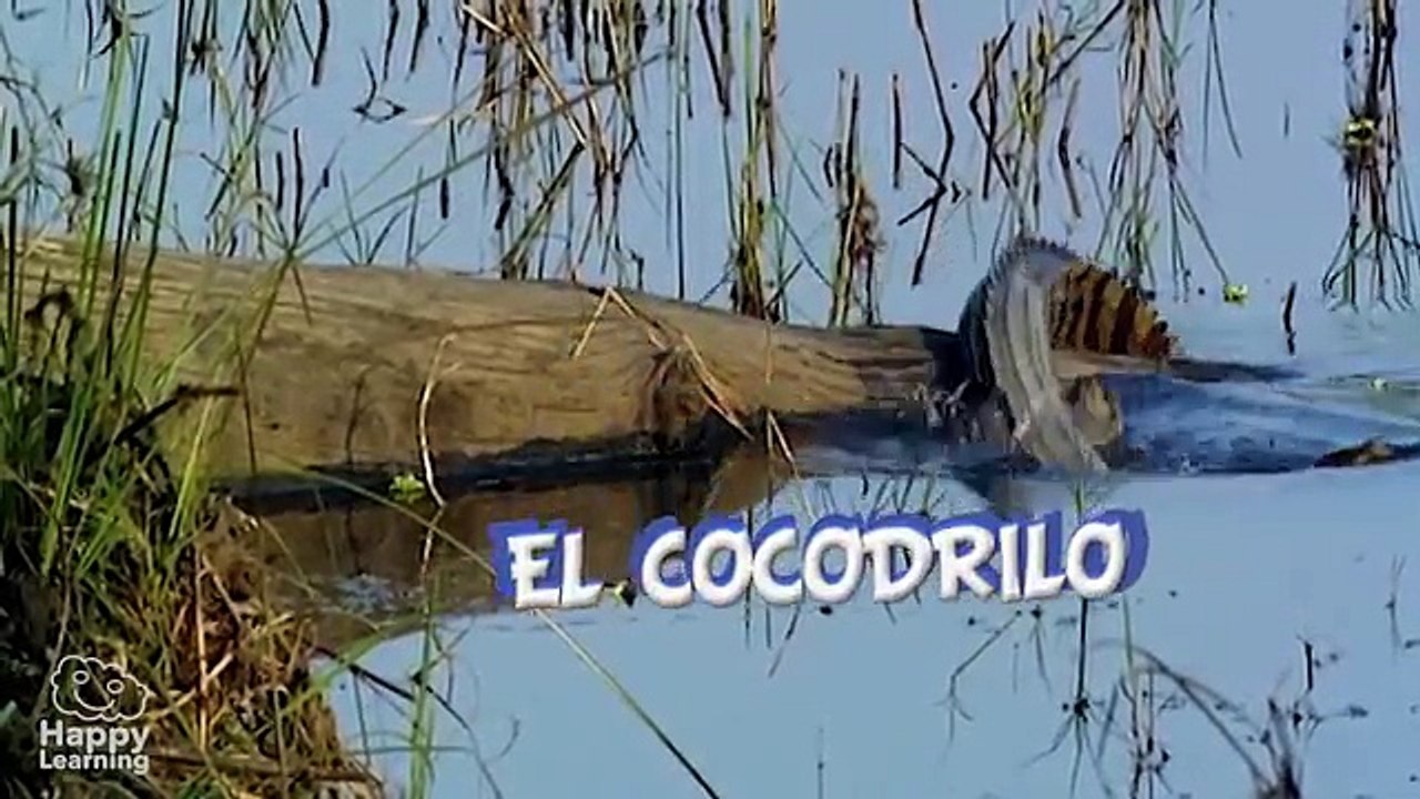 El Cocodrilo. Vídeos educativos para niños.