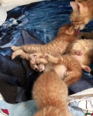 Kittie little cats play with their Mom
