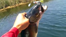 Beetle Spin Poor Mans Snakehead, Bass Fishing Alligator