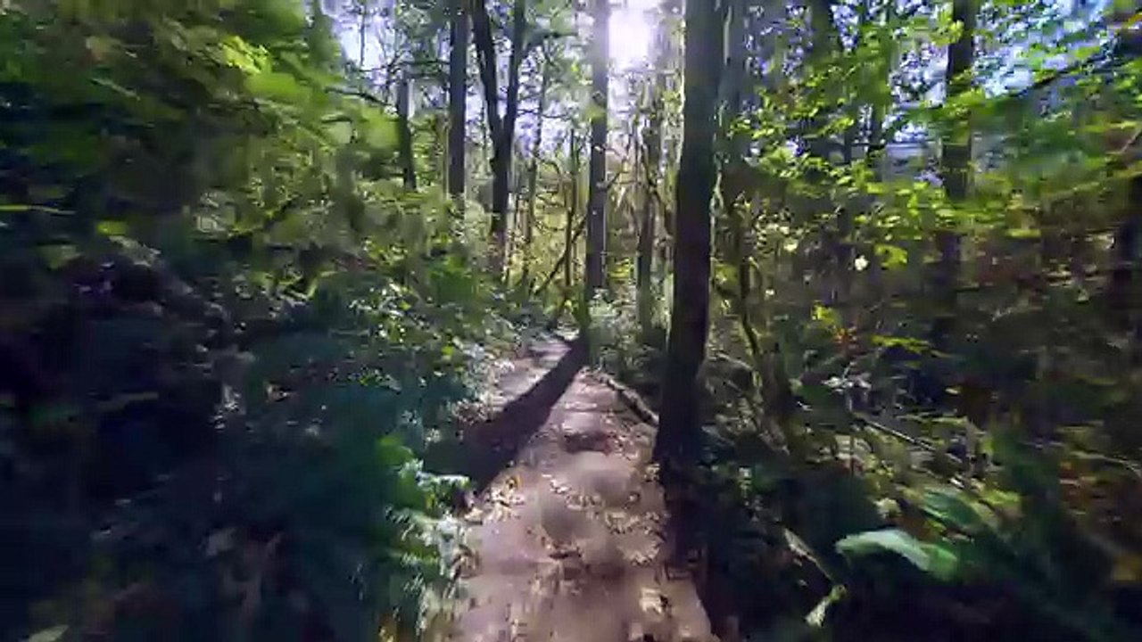 4K Summer Forest Walk Scenery with Nature Sounds - Water & Forest - Part 4, TRAILER 42