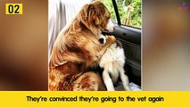 Photos Showing That Dogs Are All Still Puppies On The Inside 「 funny photos 」
