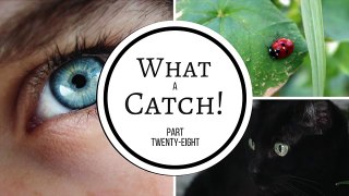 What a Catch! - Part 28 (A Miraculous Ladybug Fanfiction)