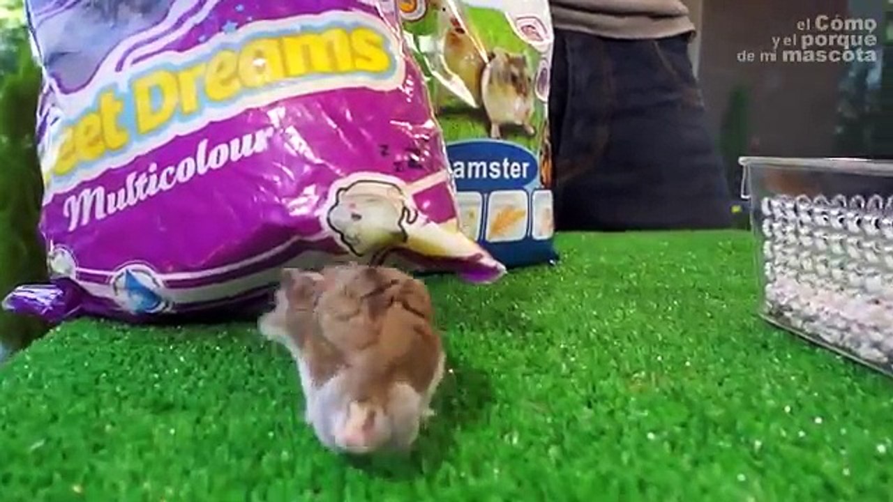 HÁMSTERS - ¿Es mejor que los hámsters vivan solos o en grupo?