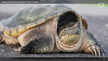 Teacher Feeds Puppy To Turtle, Charged With Animal Cruelty