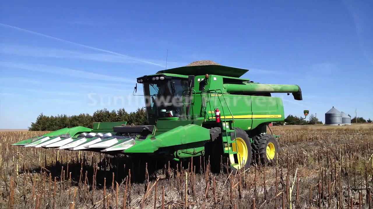 Nebraska Dryland Sunflower Harvest new