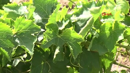 Manisa Ortadoğu Ülkelerine Alaşehir'den Salamura Yaprak