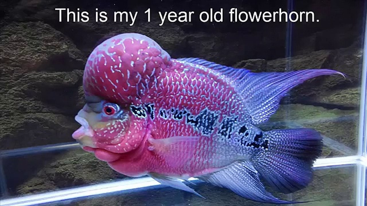 How to Grow Flowerhorn Hump, Kok, Head 1 Year Growth Видео Dailymotion