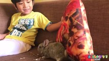 Skyheart got his first PET RABBIT - Playtime with pet rabbits for kids toys and bunny children