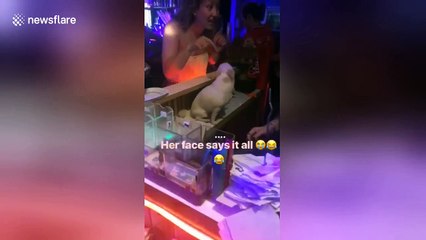 Tourist has amazing reaction to meeting dog in nightclub