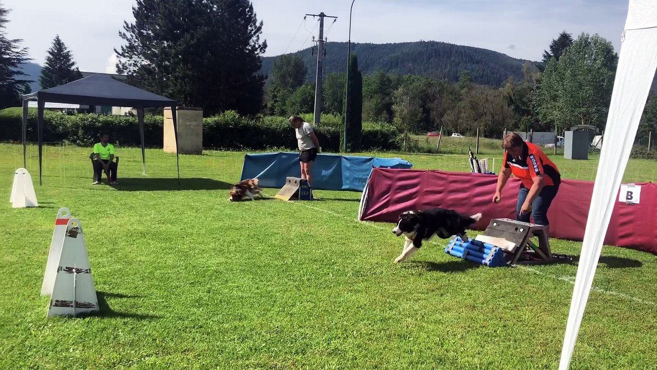 Le flyball, une discipline impressionnante au club canin