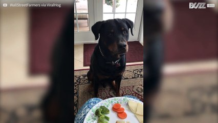 Dog says "no" to vegetables