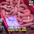 These penis-shaped sea worms still wiggle on the plate (via NowThis Food)