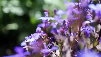 A Falcon Attacked the Drone!