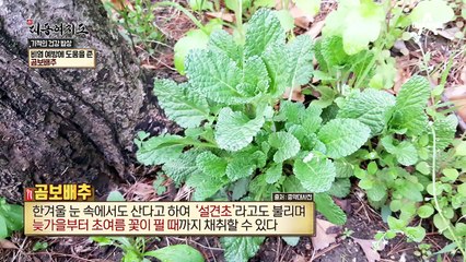 비염 타파~! 기관지 건강 지키는 '곰보배추'의 정체는?!