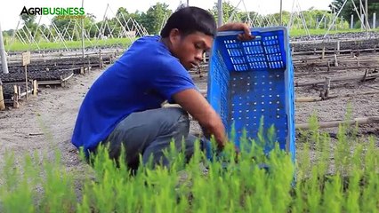 How to grow asparagus in the Philippines | Asparagus farming part 1