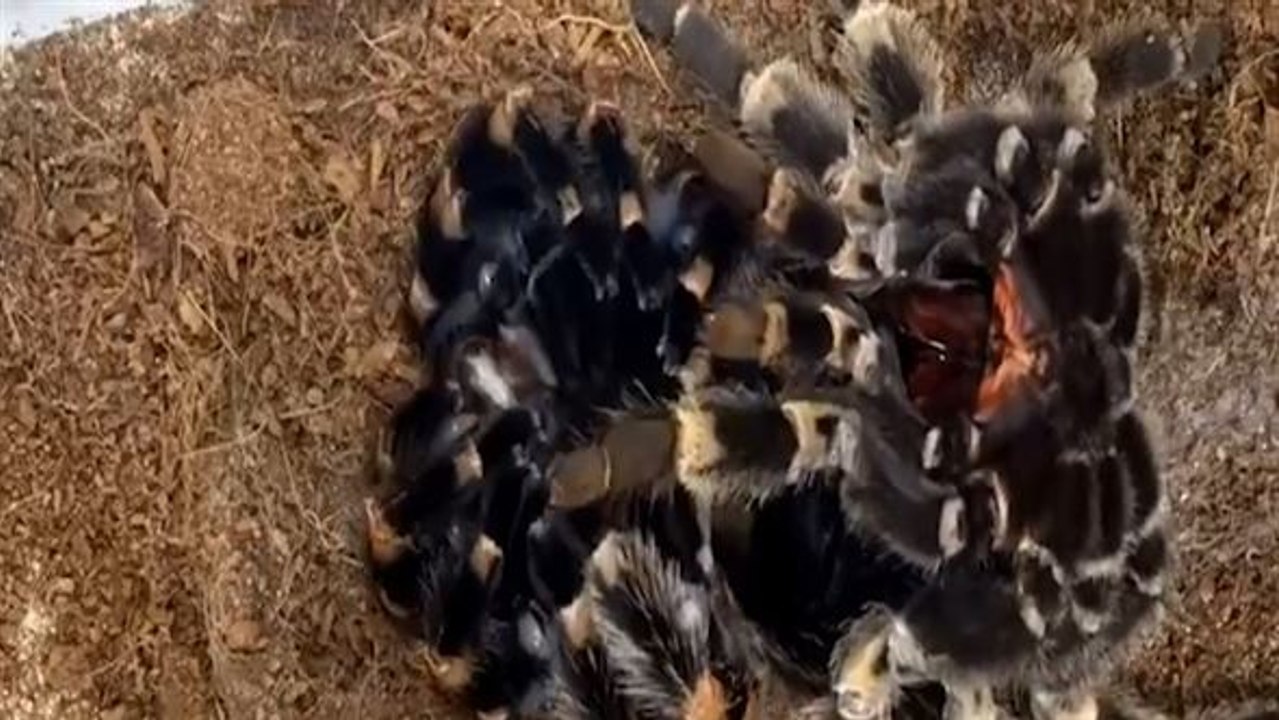 Tanz mit 12 beinen: so paaren sich taranteln