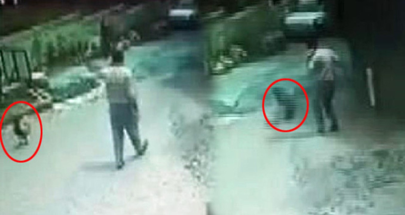 Horozun Saldırdığı Adam Düz Yolda Takla Attı