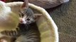 Try not to laugh or Smile - Funny and Cute Kittens & Cats for New Home
