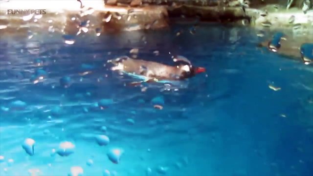 Best of Cute Penguins Funny And Clumsy Penguins (Full) [Funny Pets]