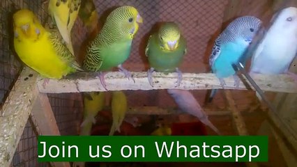 Fallow vs Red eye vs Wild Budgie - Best Breeder Female konsi ?