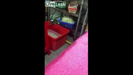 Des rats qui ont faim