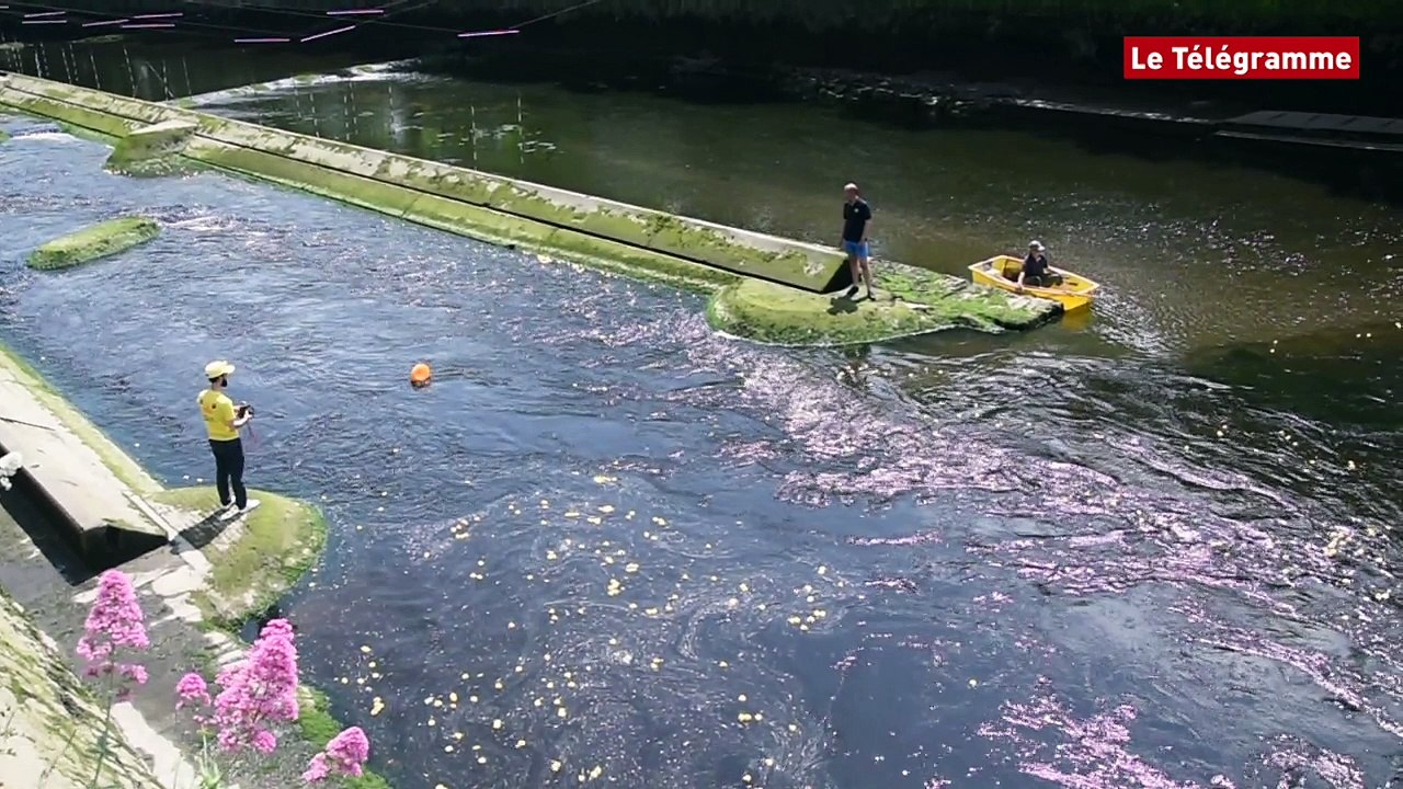 Lannion. 4 600 canards dans le Léguer