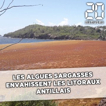 Les algues sargasses envahissent les Antilles