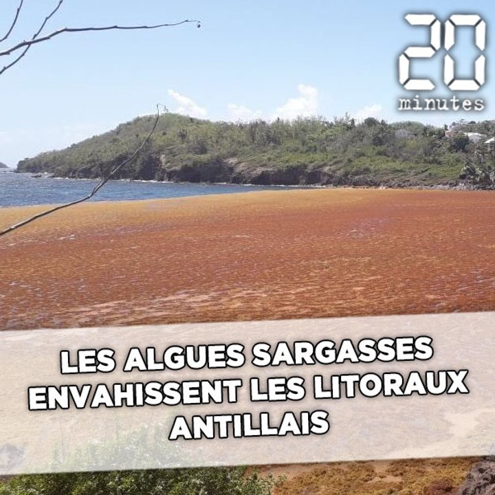 Les algues sargasses envahissent les Antilles