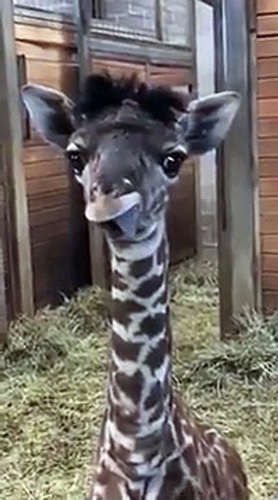 Un bébé giraffe trop mignon...