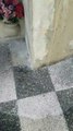 Bari: va a trovare il figlio morto ma trova il cimitero invaso dalle formiche