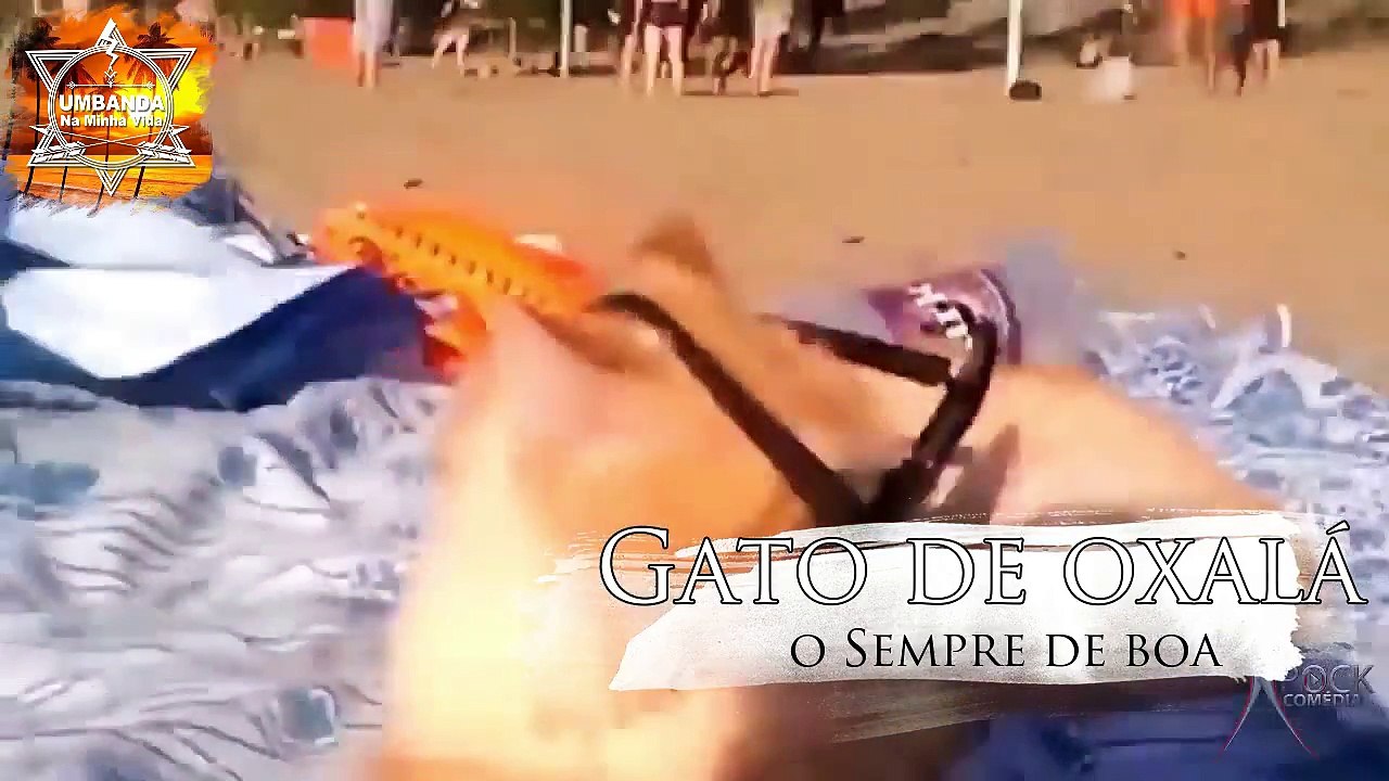 #1 Gatos de cada orixá