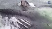Une baleine franche fait surface... dans un port