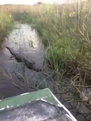Ils se retrouvent avec un crocodile accroché à leur bateau