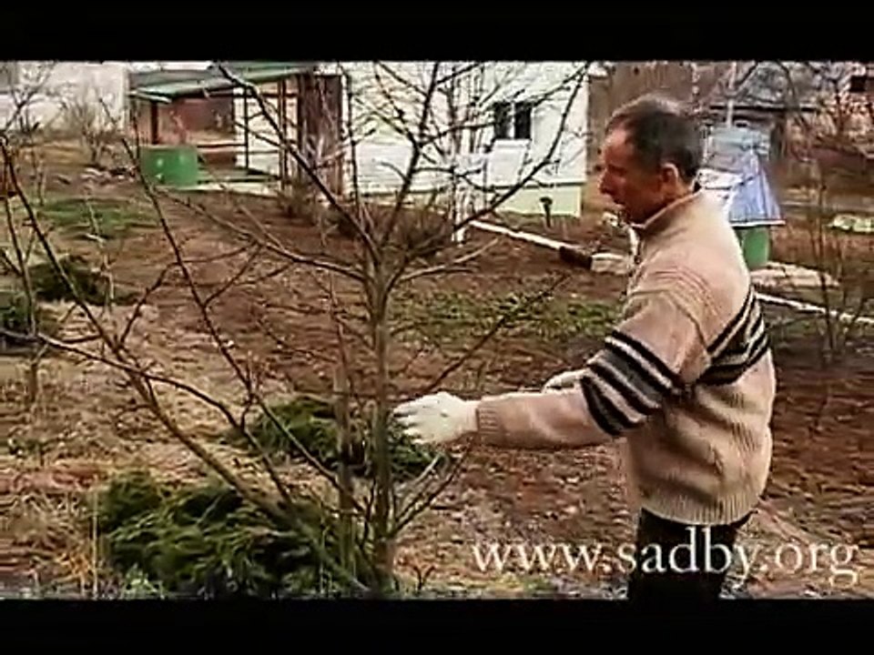 Прививаем молодое дерево. Прививка деревьев осенью. Прививка деревьев летом