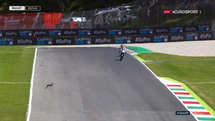 Moto3 : Un lapin traverse juste devant Jorge Martin !