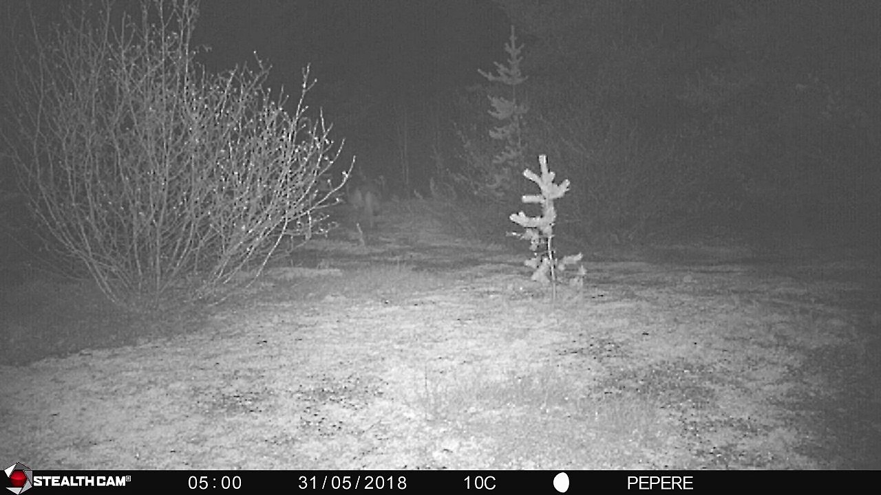 31-05-2018-séquence de plusieurs loups passant dans la nuit