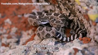 - National Geographic Documentary 2015 NATURE Animal Homes