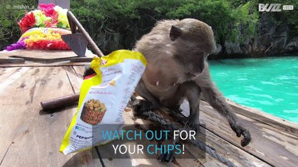 Cheeky monkey steals chips!