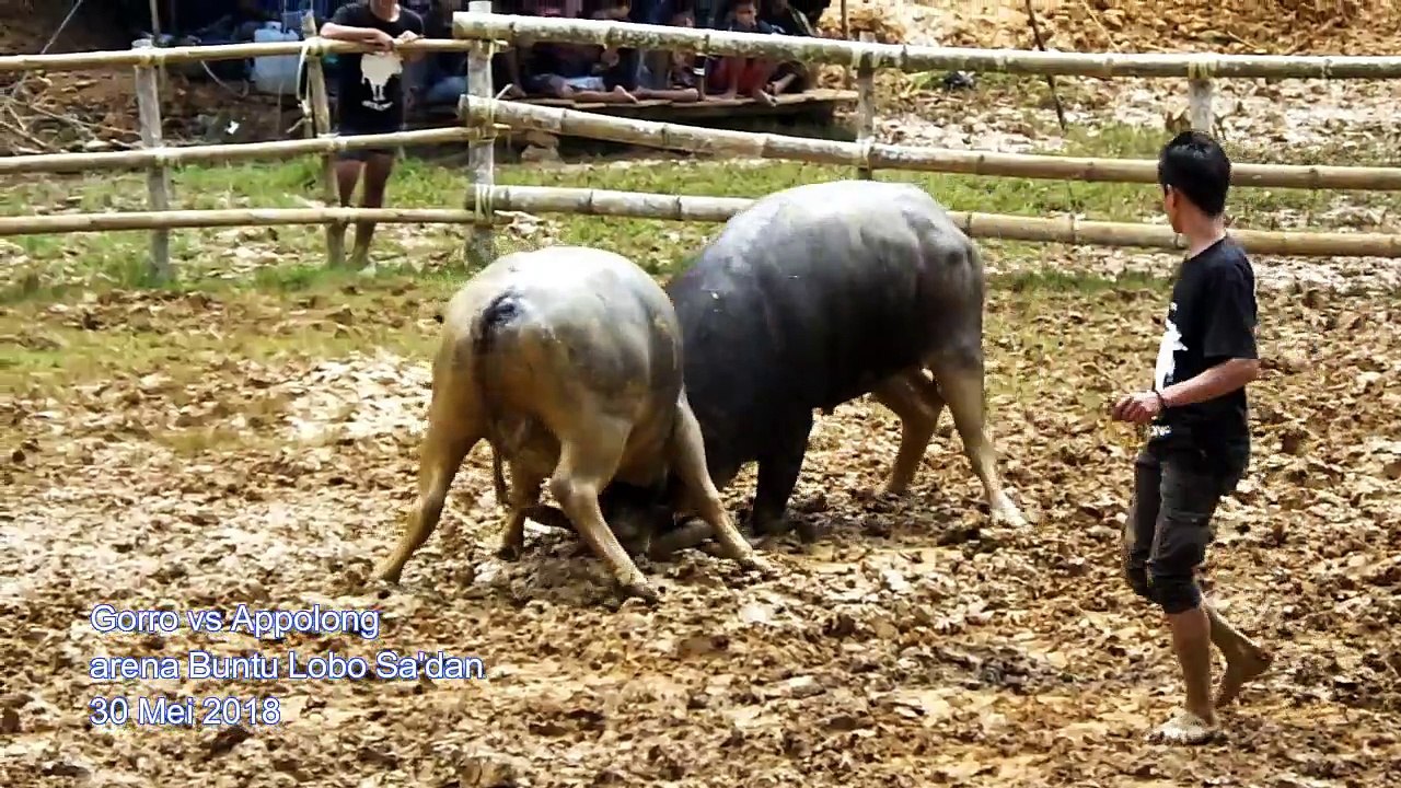 Gorro vs Appolong