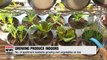 Korea boosting interest in home gardening by providing ginseng seedlings