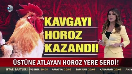 Yolda Yürüyen Adamı Pataklayan Horoz :)