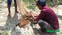 Wow! Amazing Cambodian People Catching Fish By Using The Net-Net Fishing In lake-Net Fishing khmer