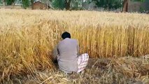 Wheat cutting in Punjab Agriculture Farming System In Pakistan