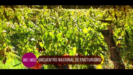 Vinos y Amigos Programa 196 Bloque 1