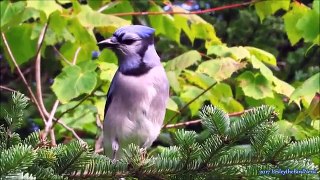 The Complex Calls of Blue Jays -Did You Know Birding? [HD]