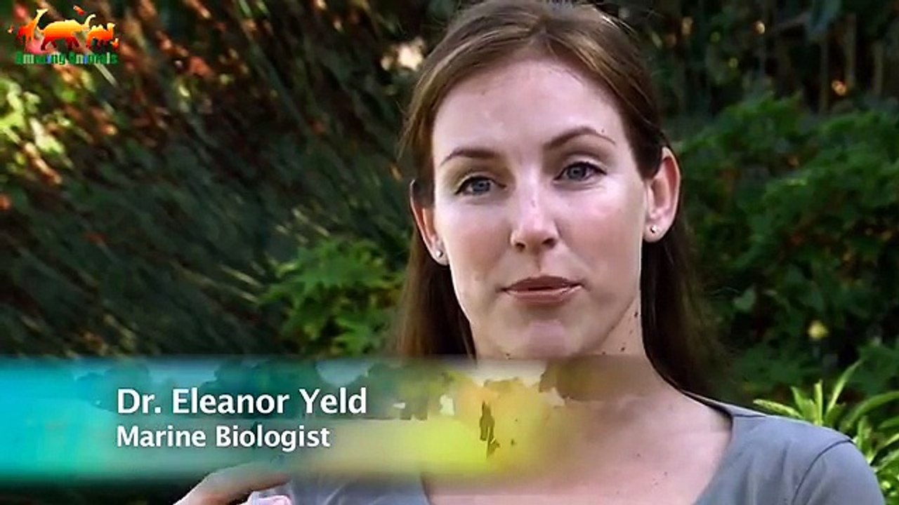 Касатка жестоко убивает дельфинов 1080P / Охота касаток на дельфинов - Удивительные кадры