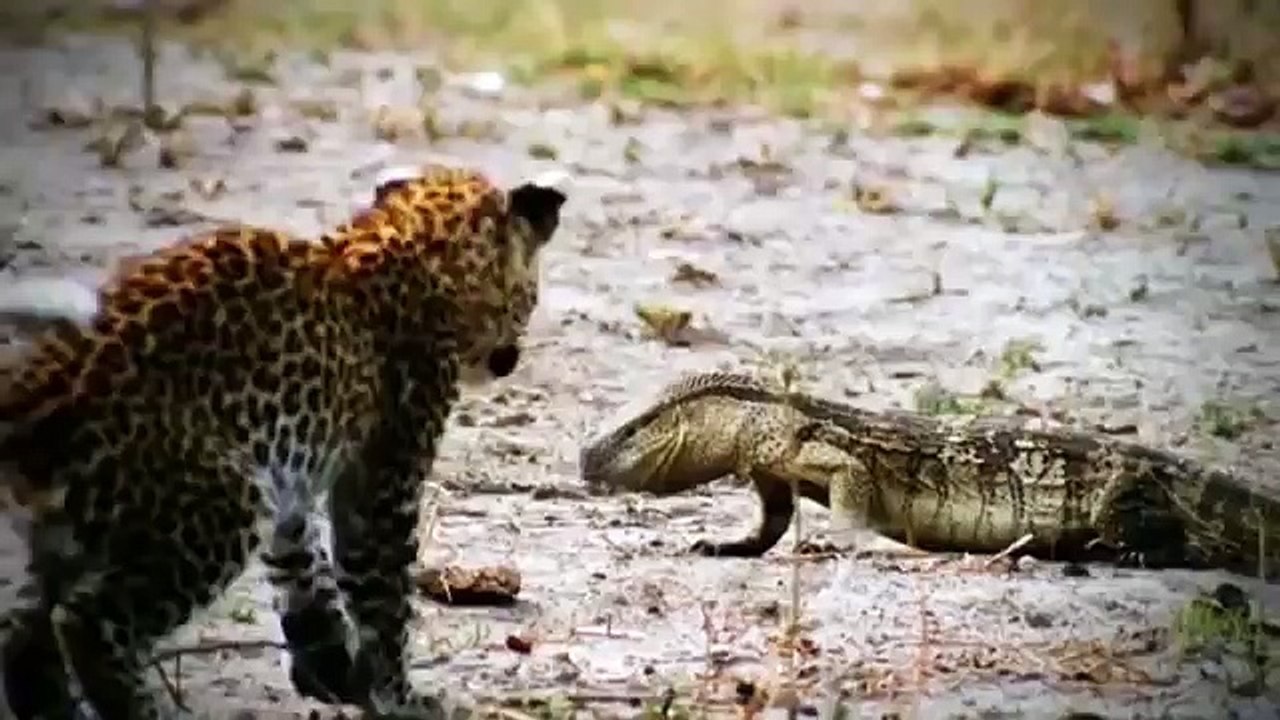 Amazing Waterbuck Take Down A Pride Of Lions To Escape _ Lion Hunting Fail
